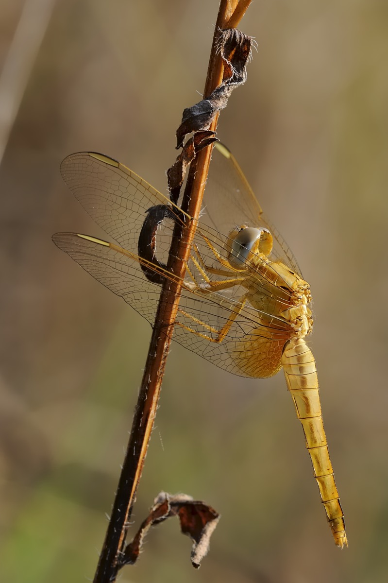 Crocothemis erythraea Femmina